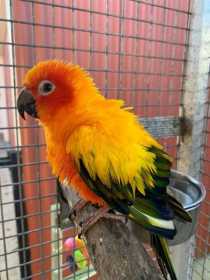 Lost Conure