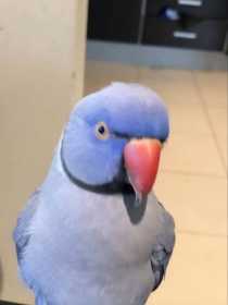 Lost Indian Ringneck Parakeet