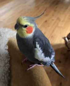 Lost Cockatiel