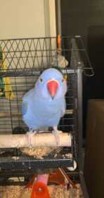 Lost Indian Ringneck Parakeet