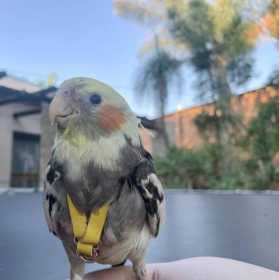 Lost Cockatiel