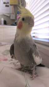 Lost Cockatiel