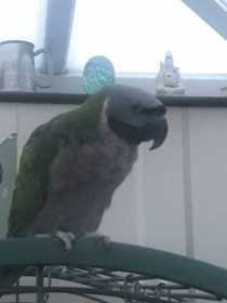 Lost Derbyan Parakeet