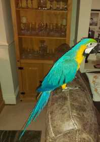 Lost Macaw