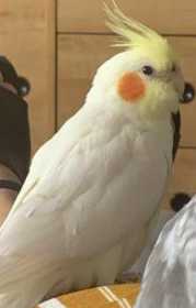 Lost Cockatiel