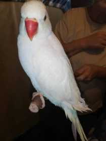 Lost Indian Ringneck Parakeet