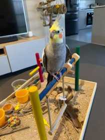 Lost Cockatiel