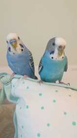 Lost Budgerigar