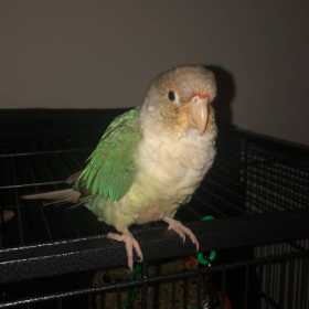 Lost Conure