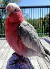 Lost Galah Cockatoo