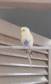 Lost Budgerigar