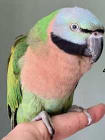 Lost Mustached / Moustached Parakeet