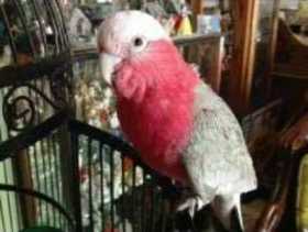 Lost Galah Cockatoo