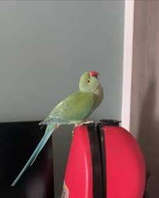 Lost Indian Ringneck Parakeet