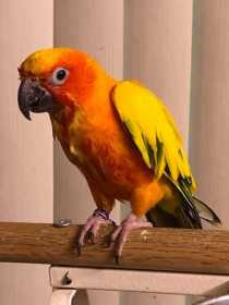 Lost Conure