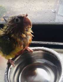 Lost Conure