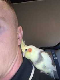 Lost Cockatiel