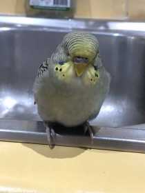 Lost Budgerigar