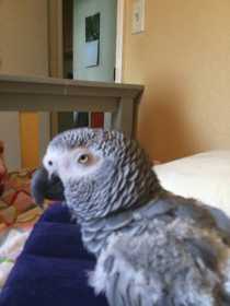 Lost African Grey