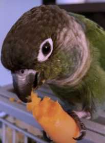 Lost Conure