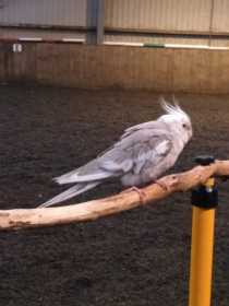 Lost Cockatiel