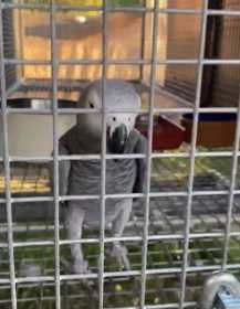 Lost African Grey