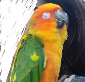 Lost Conure