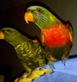 Lost Lory / Lorikeet