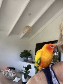 Lost Conure