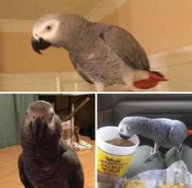 Lost African Grey