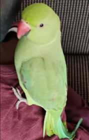 Lost Indian Ringneck Parakeet