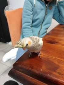 Lost Cockatiel