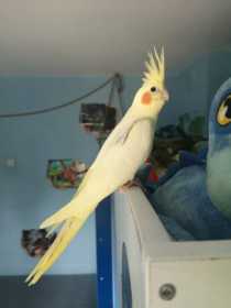 Lost Cockatiel