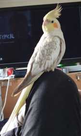 Lost Cockatiel