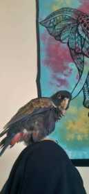 Lost Pionus
