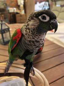 Lost Conure