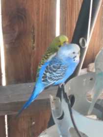 Lost Parakeet