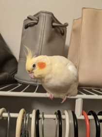 Lost Cockatiel