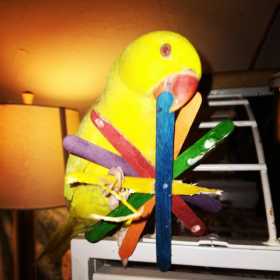 Lost Indian Ringneck Parakeet