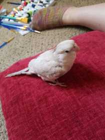 Lost Cockatiel