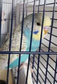 Lost Budgerigar