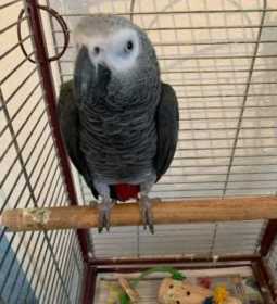 Lost African Grey