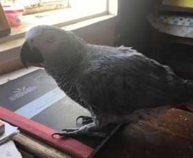 Lost African Grey