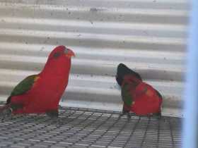 Lost Lory / Lorikeet