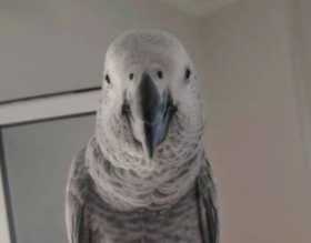 Lost African Grey