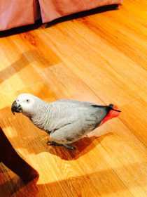 Lost African Grey