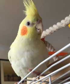 Lost Cockatiel