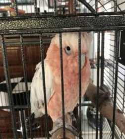 Lost Galah Cockatoo