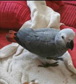 Lost African Grey