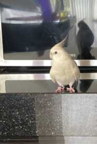 Lost Cockatiel